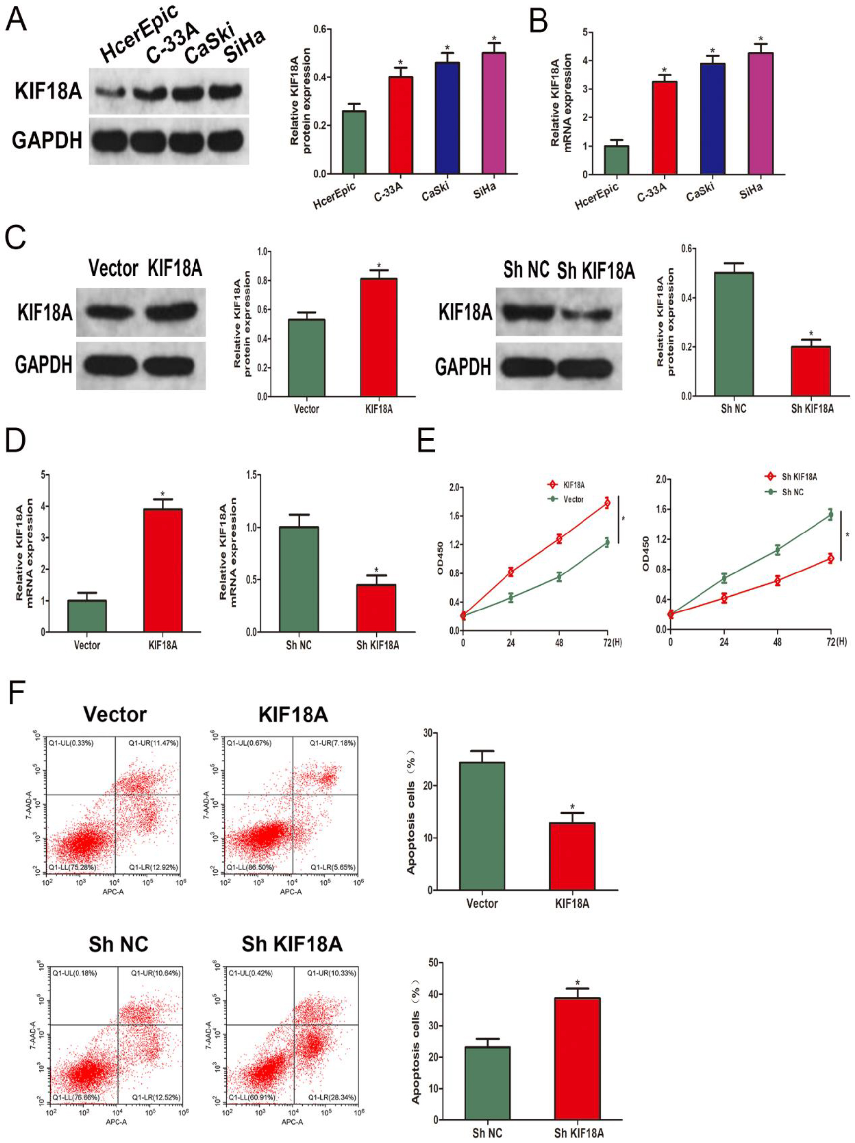 KIF18A promotes cell growth and suppresses apoptosis in CESC cells. (A, B) Western blot and qRT-PCR were performed to analyze the KIF18A expression in CESC cell lines and the human cervical epithelial cell line HCerEpiC cells. (C, D) The verification of KIF18A overexpression and knockdown effects was performed using Western blot analysis and qRT-PCR. (E) The CCK-8 assay is utilized to evaluate the growth levels of the SiHa cell line. (F) The flow cytometry technique was utilized for the analysis of apoptosis in SiHa cells. * p < 0.05.