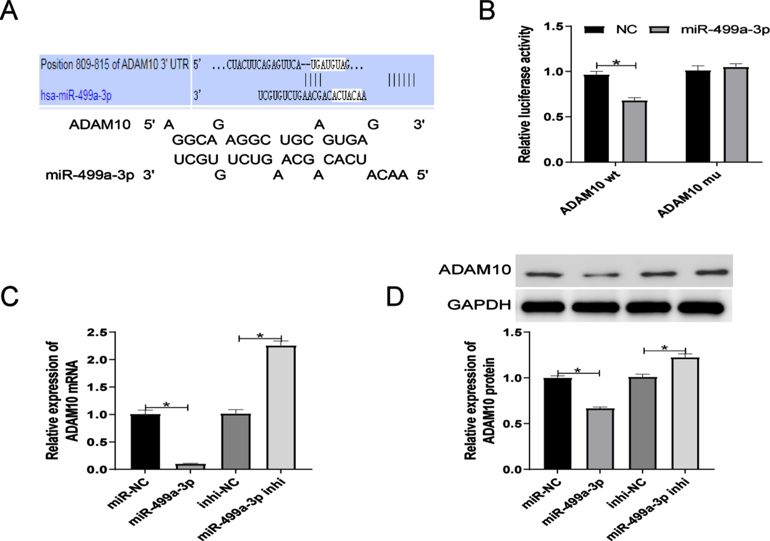 ADAM10 is a target gene of miR-499a-3p. MiR-499a-3p and ADAM10 binding sites predicted by TargetScan and RNAhybrid. (B) Confirmation of the predicted binding by dual-luciferase reporter assay. (C-D) ADAM10 mRNA and protein expression in ox-LDL HUVECs after transfection with miR-499a-3p mimic or inhibitor.  *
P <  0.05.