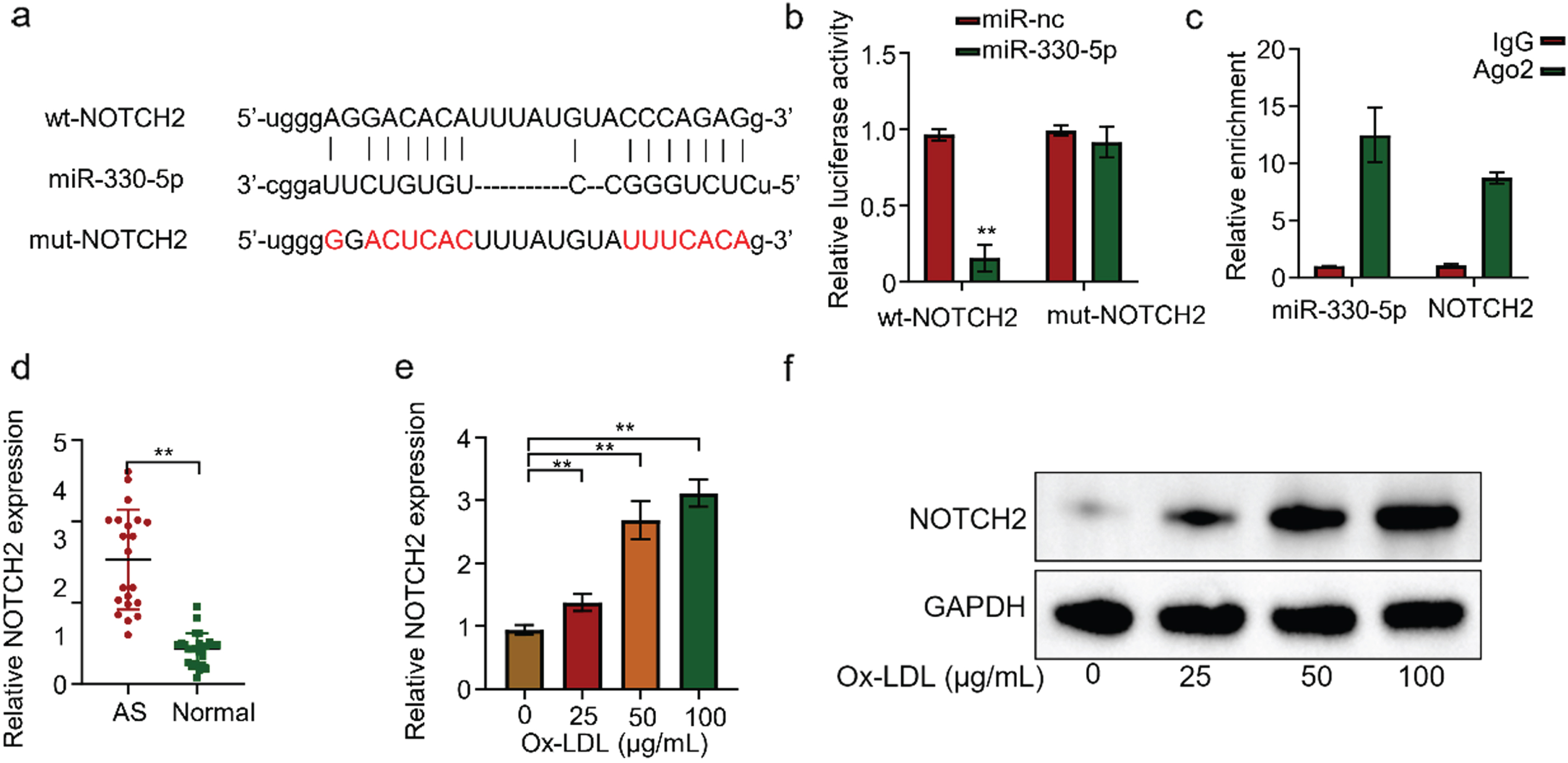 
NOTCH2 is a target gene of Micro-330-5p. (A) Starbase predicted NOTCH2 as a candidate gene targeted by Micro-330-5p. (B) Luciferase fluorescent reporter assay was performed to validate the binding of Micro-330-5p tothe 3’-UTR region of NOTCH2. (C) RIP-qRT-PCR experiments were conducted using Ago2 antibodies in HUVECS cells. (D) qRT-PCR was used to detect NOTCH2 expression in the serum of AS and healthy controls. (E) qRT-PCR was used to detect NOTCH2 expression in cells of each group. (F) Western blot was performed to assess NOTCH2 expression in each group of cells.