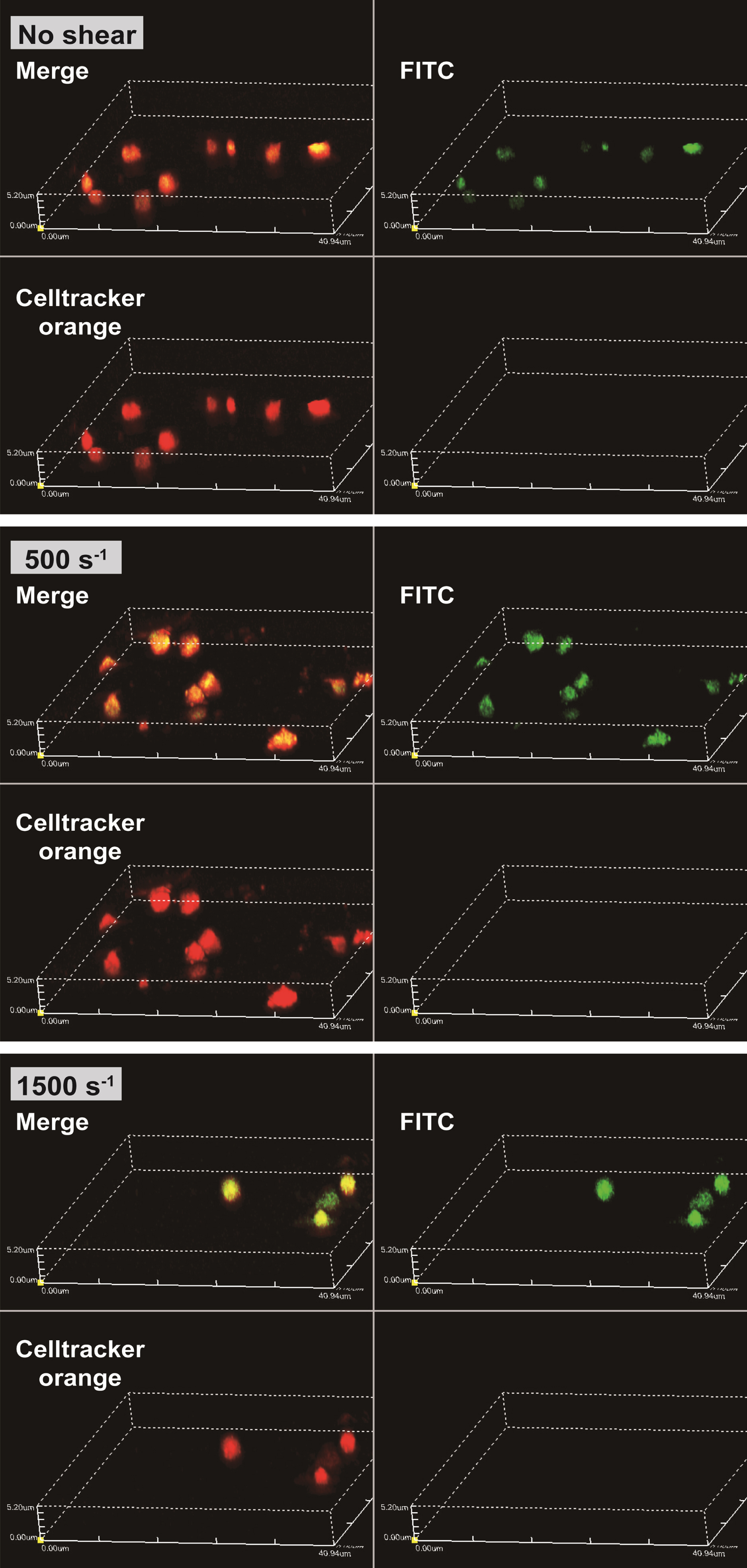 FITC-dextran that was incorporated into platelets as their pinocytosis and internalized in the spherical volume of platelets. Representative images of three-dimensional renders for all shear conditions and the 3D renders are shown for FITC, Celltrackertrademark Orange CMRA, and merge, intensities.