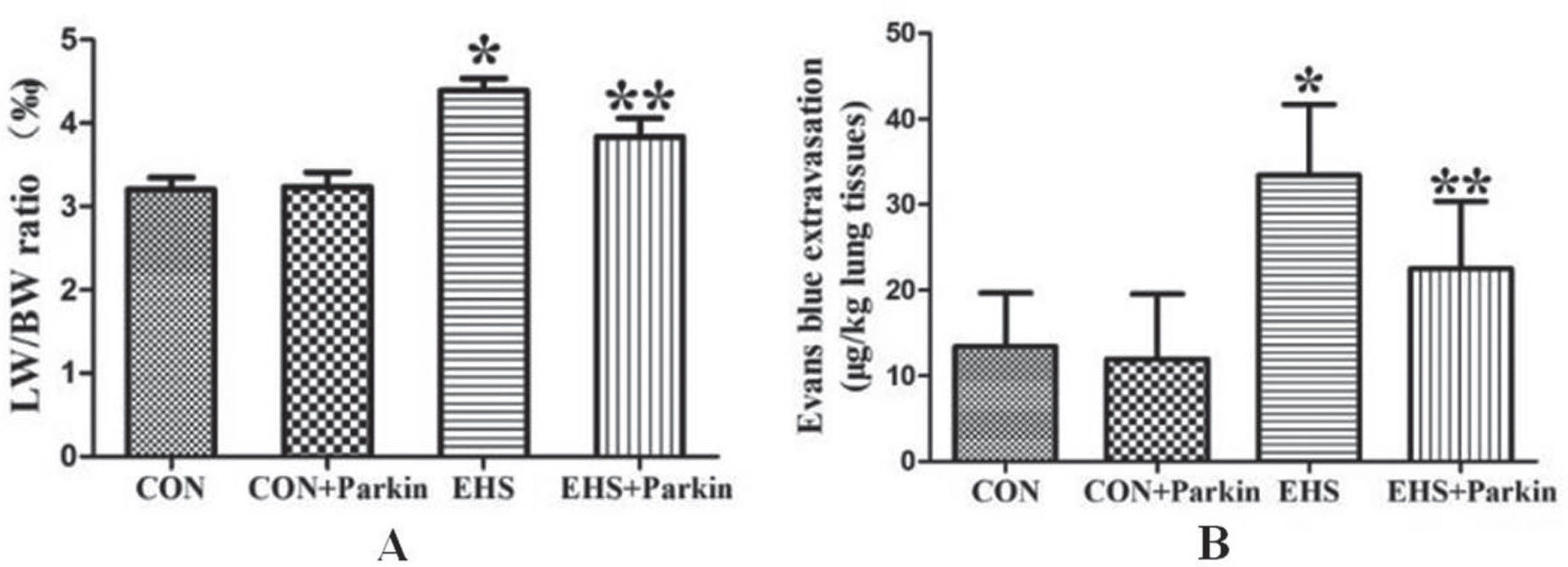 The over-expression of Parkin decreased the pulmonary index and vascular permeability of HS rats (N = 5). A: CON group; B: CON + Parkin group; C: EHS group; D: EHS + Parkin group.