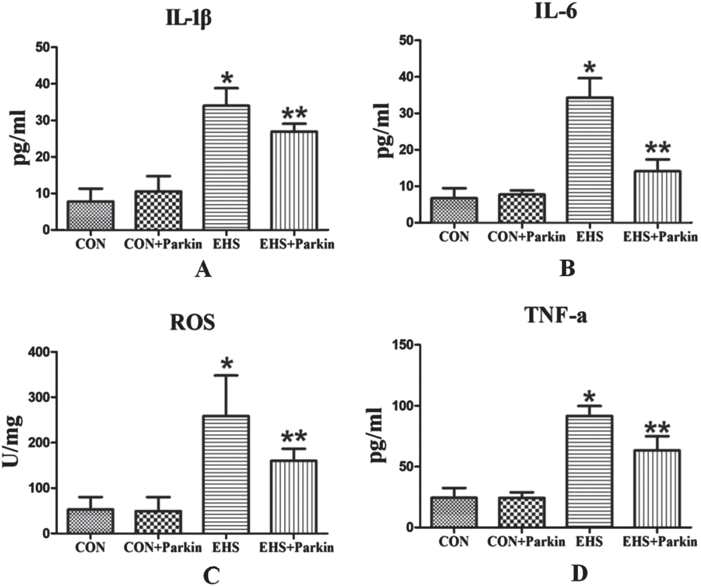 The Parkin over-expression rats attenuated the HS-induced increasing level of IL-1β, IL-6, TNF-α, and ROS in the lung (N = 5). A: IL-1β; B: IL-6; C: ROS; D: TNF-α. *P < 0.05 vs Control group; **P < 0.05 vs EHS group.