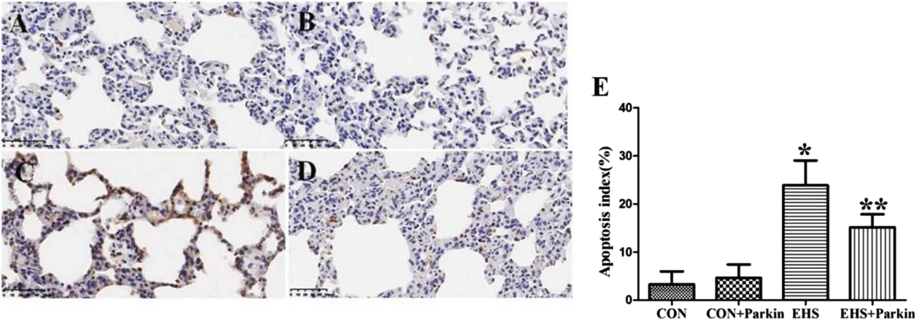 Pulmonary apoptosis was attenuated to a greater extent in the EHS + Parkin group (N = 5). A: CON group; B: CON + Parkin group; C: EHS group; D: EHS + Parkin group. E: Apoptosis index. *P < 0.05 vs Control group; **P < 0.05 vs EHS group.