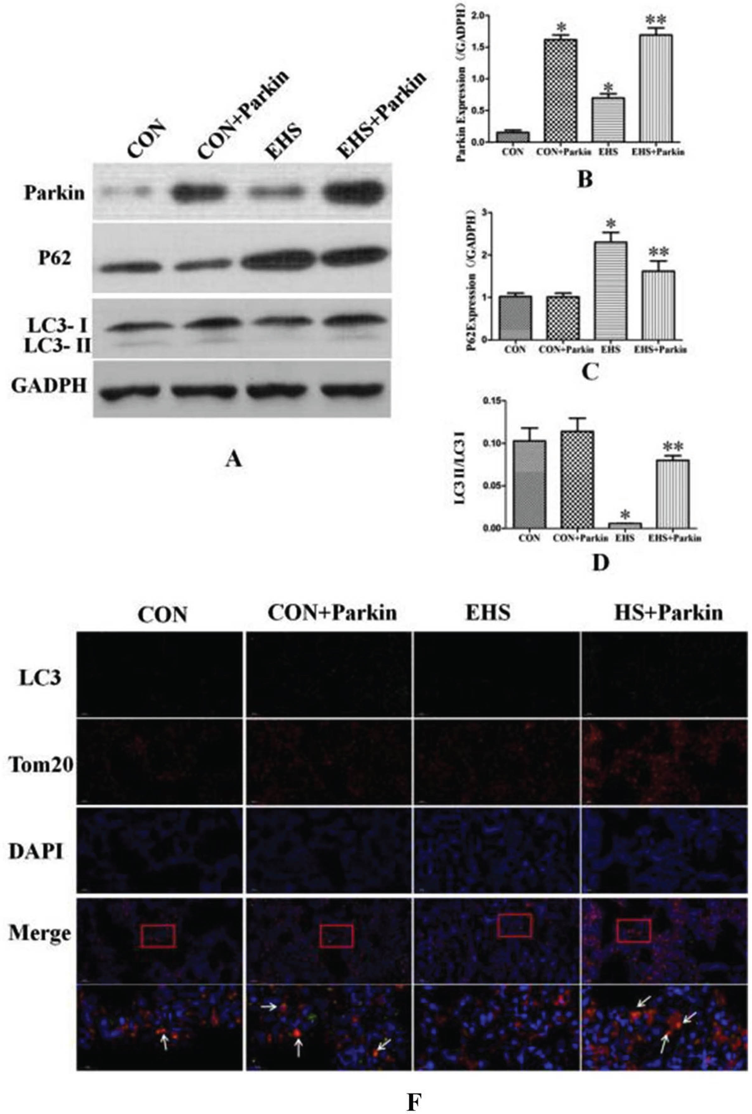 Parkin over-expression rats exhibited an increasing level of mitochondrial autophagy in their lung (N = 5). A: The protein levels of Parkin, P62, and LC3 in lung tissues were performed by immunoblotting. B-D: The statistical analysis of Parkin, P62 expression and LC3-I/LC3-IIratio. *P < 0.05 vs Control group; **P < 0.05 vs EHS group. E: Immunofluorescence staining against LC3 and Tom 20 was performed and observed by fluorescent microscopy. LC3 (green), Tom20 (red), The co-staining (orange) of LC3 and Tom 20 was showed by a white arrow, bar = 50μm.