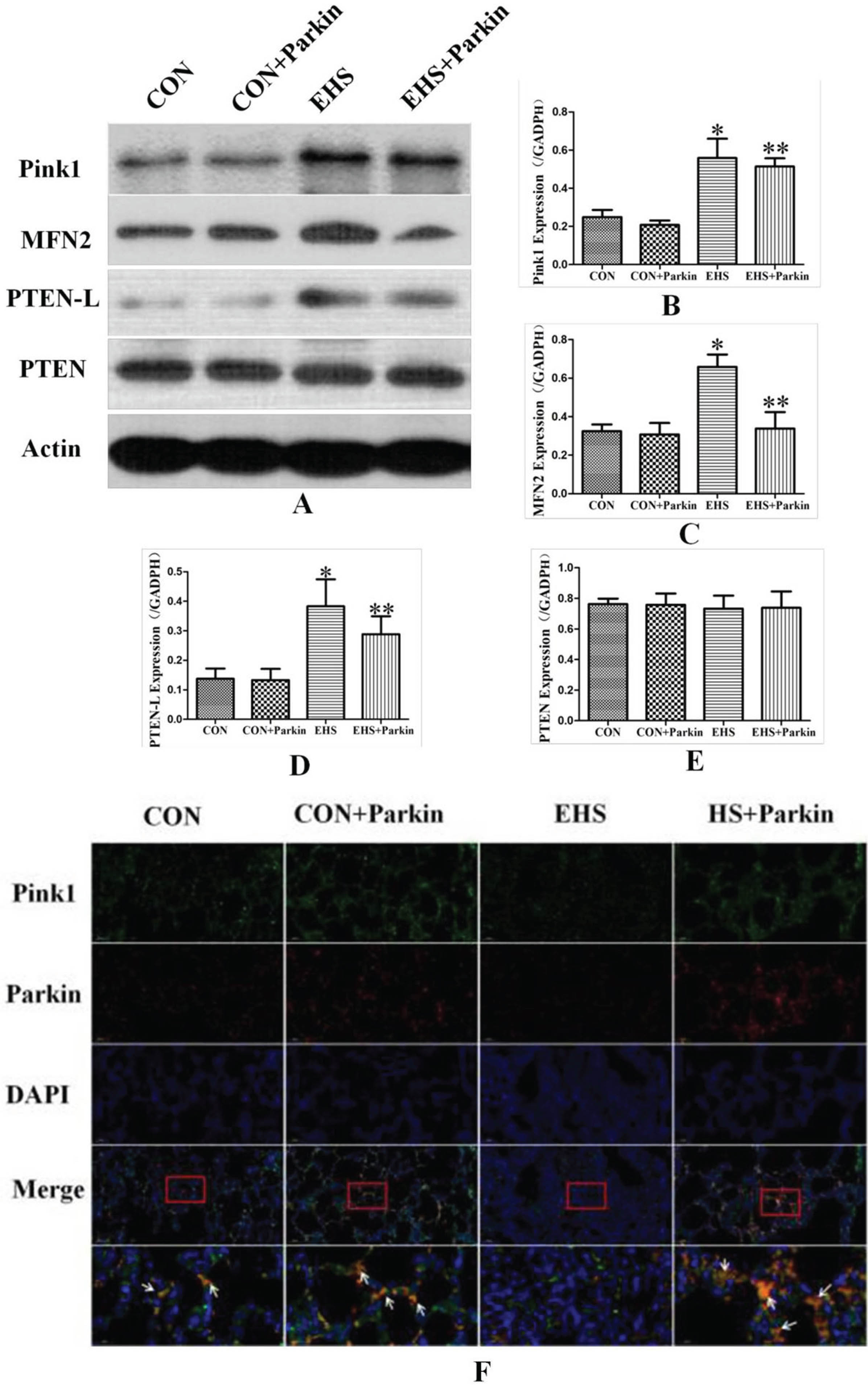 Parkin over-expression rats activate the Pink1/Parkin pathway in their lung (N = 5). A: The protein levels of Pink1, MFN2, PTEN-L, and PTEN in lung tissues were performed by immunoblotting. B-D: The statistical analysis of Pink1, MFN2, PTEN-L, and PTEN expression. *P < 0.05 vs Control group; **P < 0.05 vs EHS group. E: Immunofluorescence staining against Pink1 and Parkin was performed and observed by fluorescent microscopy. Pink (green), Parkin (red), The co-staining (orange) of Pink1 and Parkin was showed by the white arrow, bar = 50μm.