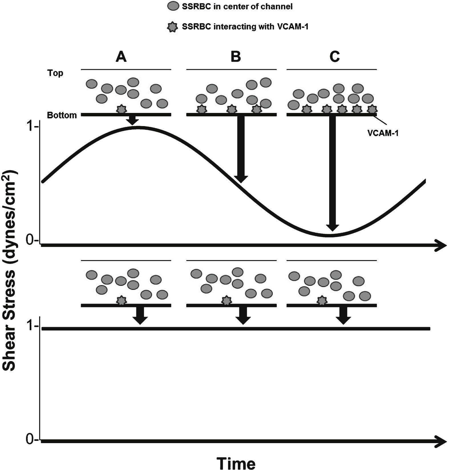 Low shear amplitude during pulsatile flow promotes adhesive interactions between SSRBCs and VCAM-1. A) Blood flow streamlines at the center of the channel during continuous flow and high amplitude blood flow. B) Transitions occurring between high and low shear amplitudes allow blood flow to settle on the bottom surface, thus favoring SSRBC and VCAM-1 interactions. C) At low shear amplitude, blood flow is stalled and blood settles at the bottom surface of the channel. Low flow periods support VLA-4/VCAM-1 interactions. We propose that increased adhesion during pulsatile flow occurs under these conditions.