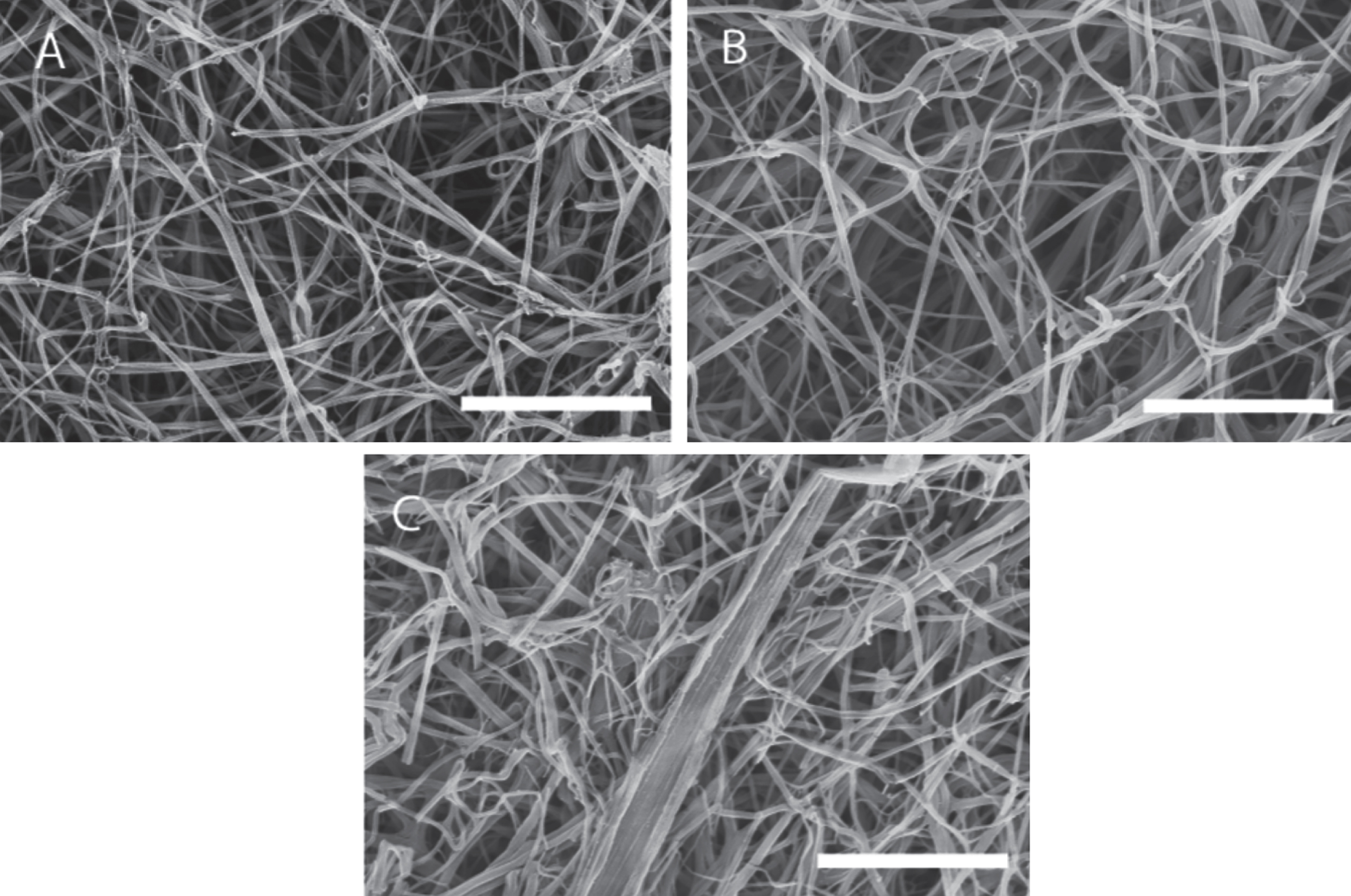SEM images of a fibrin gel formed under SAOS and those formed under CSPS at different levels of shear stress. Fibrin gel network formed under (A) SAOS (σs= 0 Pa), (B) CSPS (σs= 0.1 Pa) and (C) CSPS (σs= 0.35 Pa) with the corresponding values of df being 1.99 (± 0.01), 2.03 (± 0.01) and 2.3 (± 0.05), respectively. The scale bar width is 5 μm.