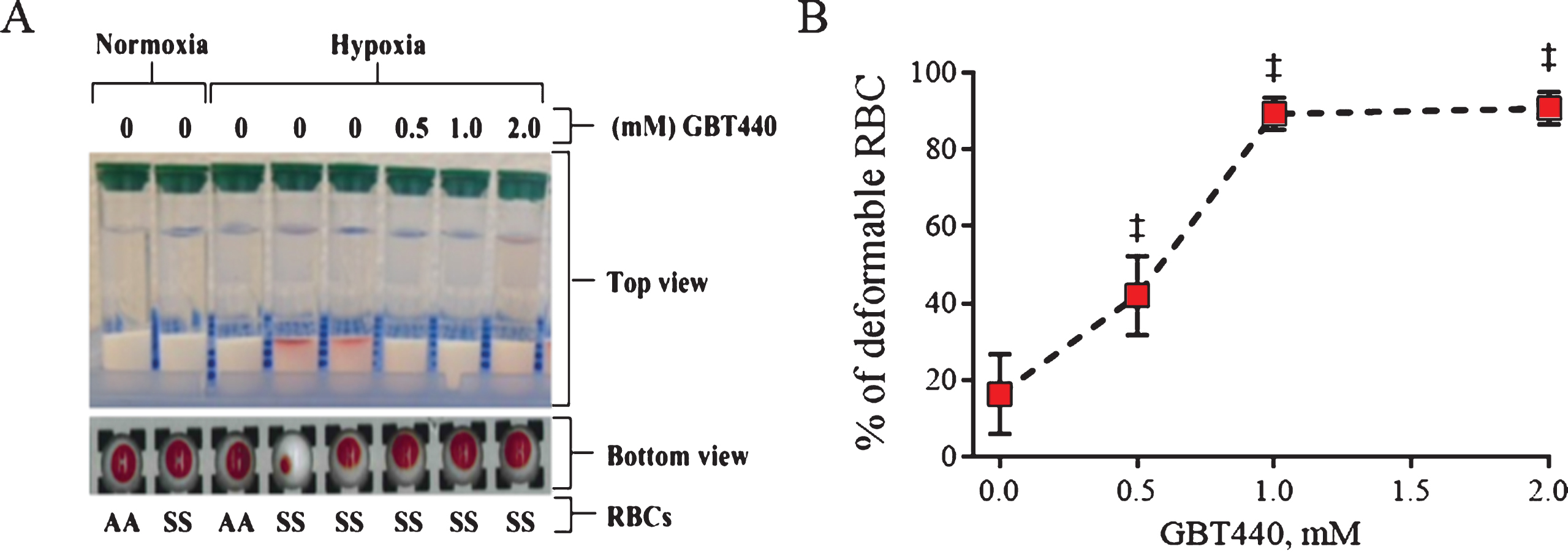 GBT440 enables movement of SS RBCs through a gel filtration resin under deoxygenated conditions. RBCs were centrifuged through a gel filtration column under deoxygenated conditions (2% O2 ∼pO2 of 16 mm Hg). A) Deformable RBCs moved to the bottom of the gel filtration resin upon centrifugation, whereas non-deformable RBC remained at the top of the gel filtration resin upon centrifugation. B) Fraction of deformable RBCs was calculated based on the amount of Hb in the deformable and non-deformable fractions of RBCs. Hemoglobin in each fraction were quantified by measuring absorbance at 542 nm and 700 nm. Data obtained from one donor in three replicates. Final concentration of DMSO was 2%. ‡, P < 0.01 compared to without GBT440.