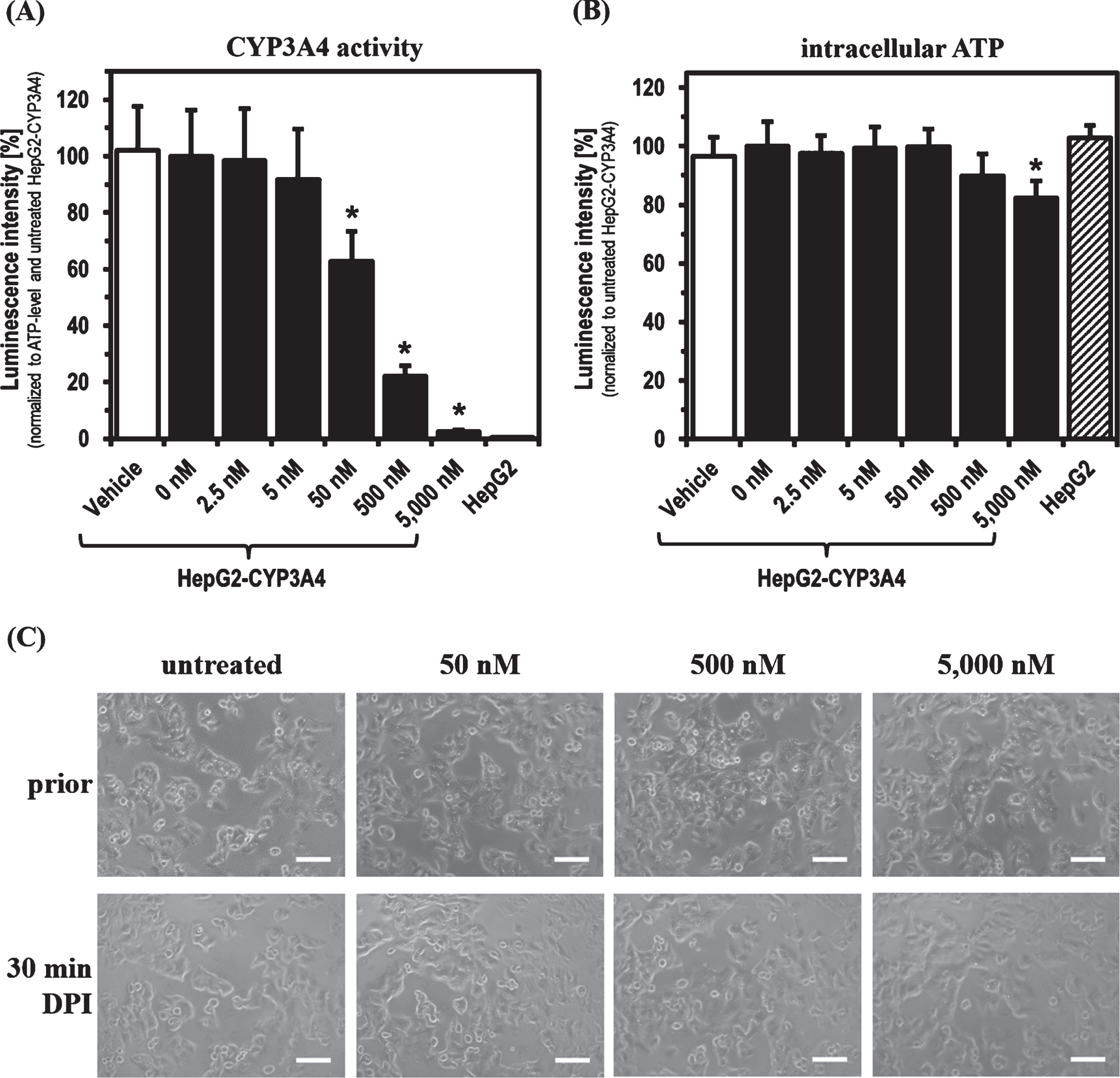 CYP3A4 activity and ATP level after 30 min DPI treatment. Determination of (A) CYP3A4 activity, (B) intracellular ATP level and (C) morphology of HepG2-CYP3A4 after 30 min DPI treatment (Mean±standard deviation; *p < 0.05 compared to untreated cells; n = 6 from two independent experiments; pictures taken by light microscope in phase contrast mode with 10-fold primary magnification; scale: 100μm).