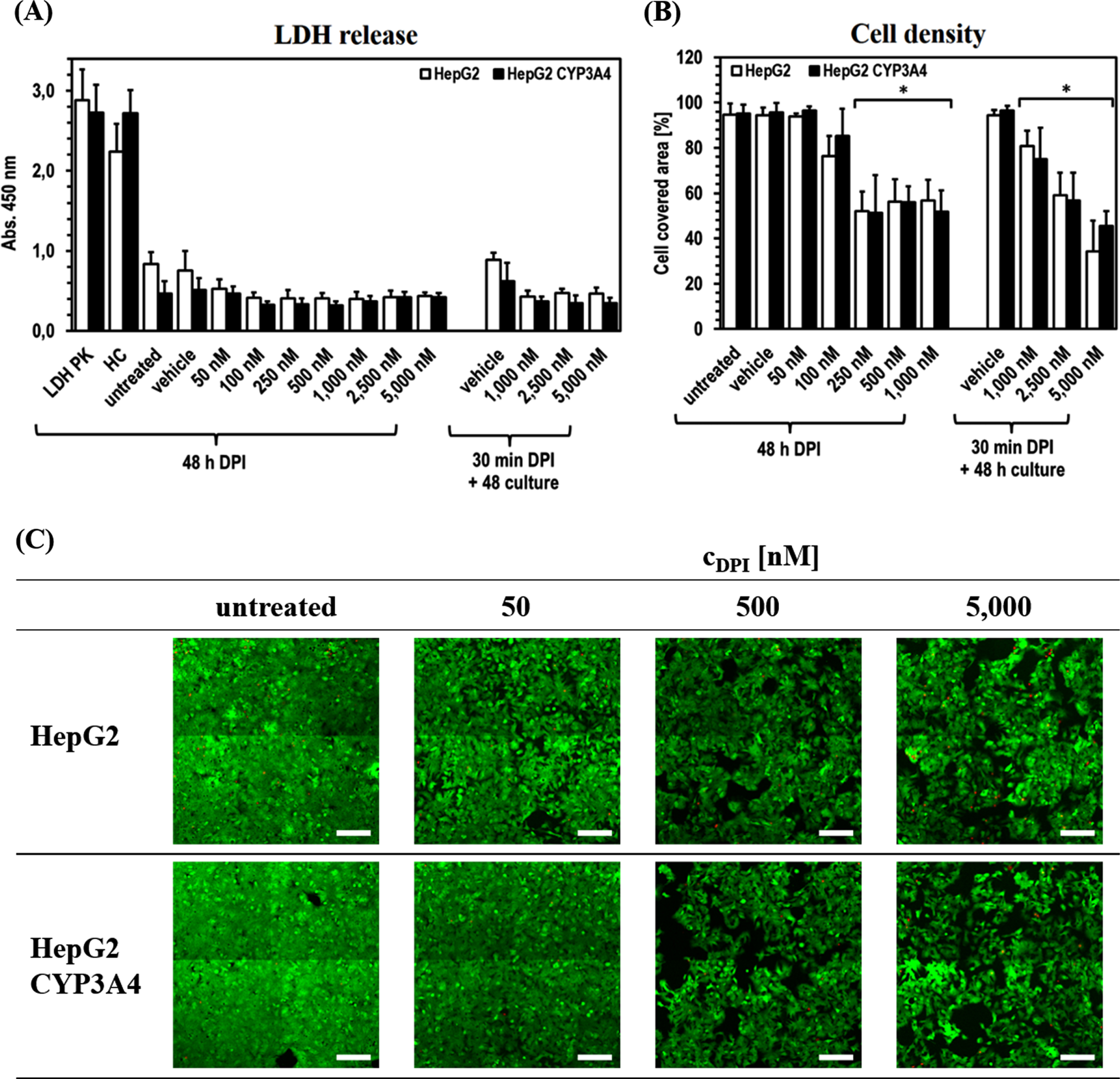 Cytostatic effect of DPI on HepG2 and HepG2-CYP3A4 cells. Analysis of the HepG2 and HepG2-CYP3A4 cell integrity via LDH release (A), metabolic activity via ATP level (B) and viability via FDA/PI staining (C) (Mean±standard deviation; *p < 0.05 compared to untreated cells; n = 12 pictures from 2 independent experiments; representative cLSM images of cells treated for 48 h with DPI at 10x primary magnification; green = vital cells, red = dead cells; scale: 200μm).