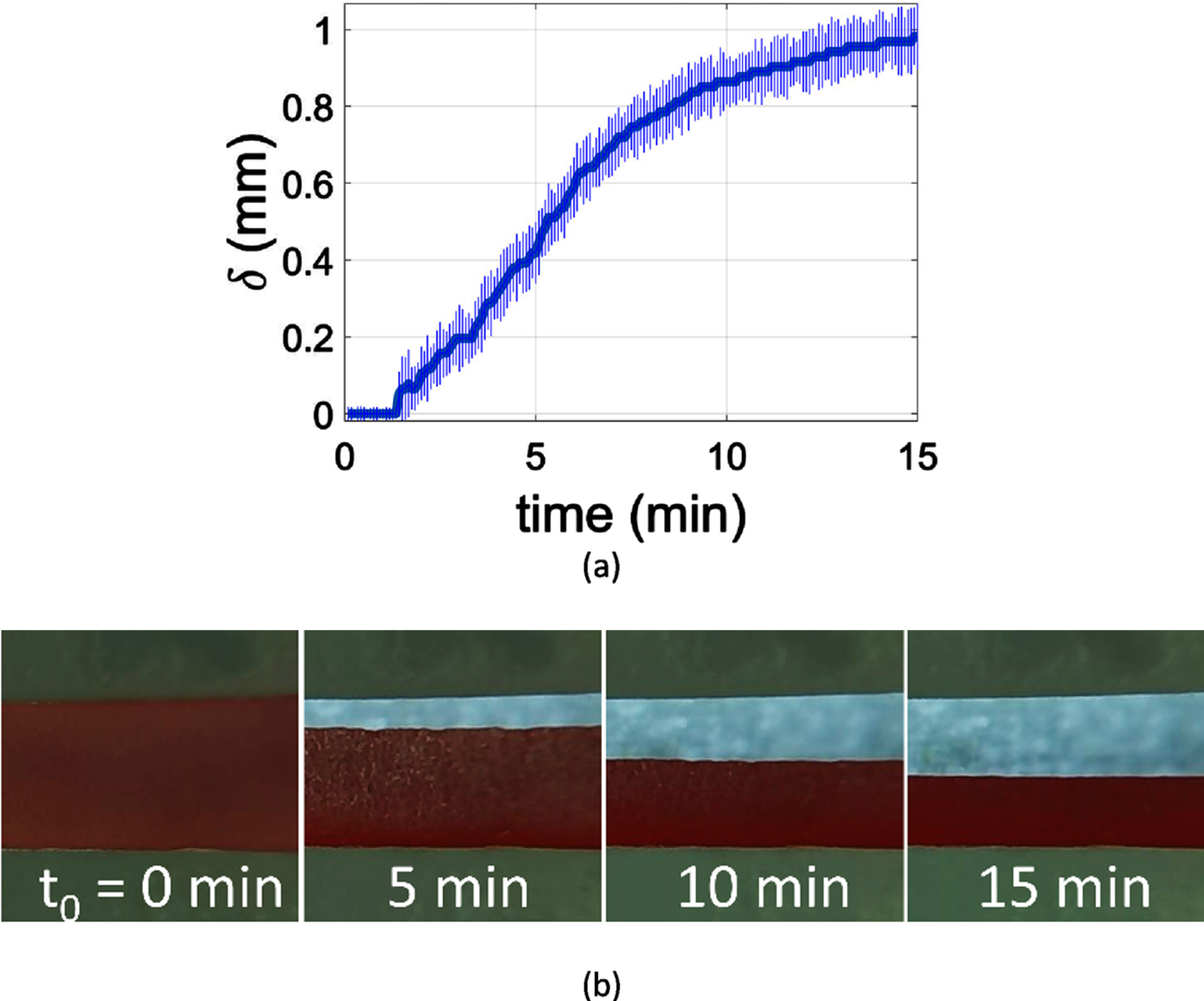 (a) Measurement of the average blood layer width along the channel in the period of 15 minutes; the error bars correspond to the standard deviation of the measurement. (b) Erythrocyte sedimentation as captured in the channel at 5 min, 10 min and 15 min for a 30% haematocrit blood sample.