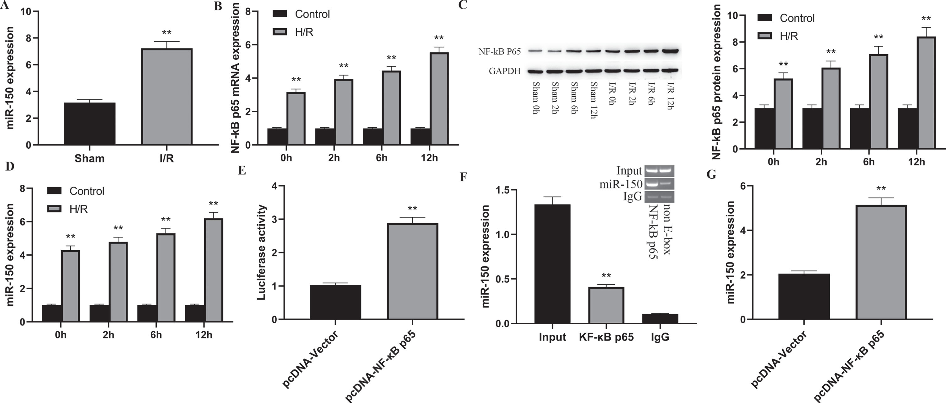 NF-kB p65 can enhance miRNA-150 expression.