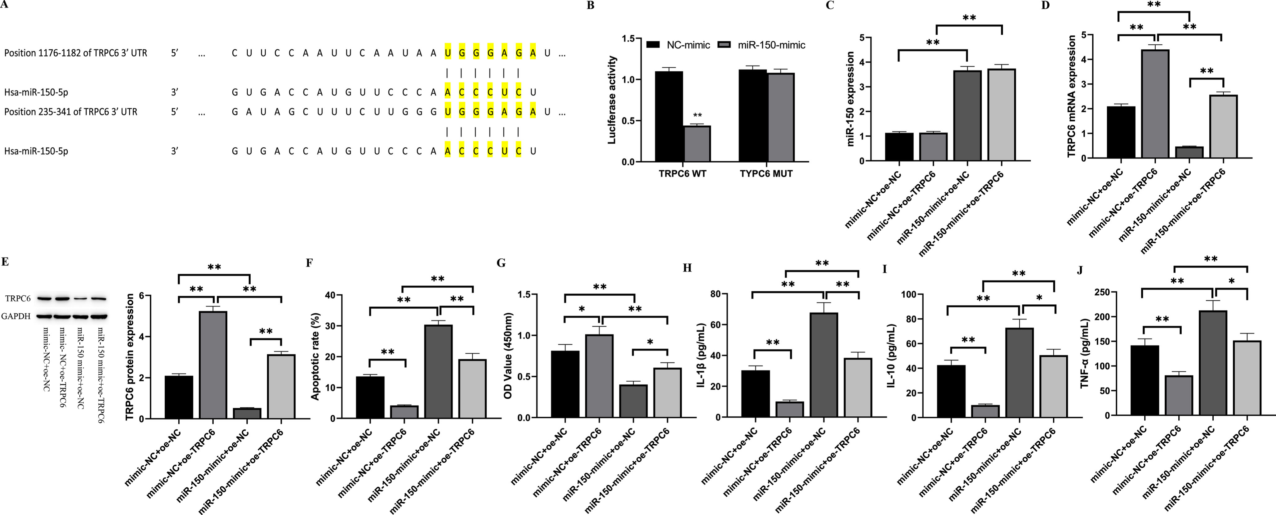 miR-150 promotes the release of inflammatory factors and H/R injury in HK-2 cells by acting as a targeted inhibitor of TRPC6.