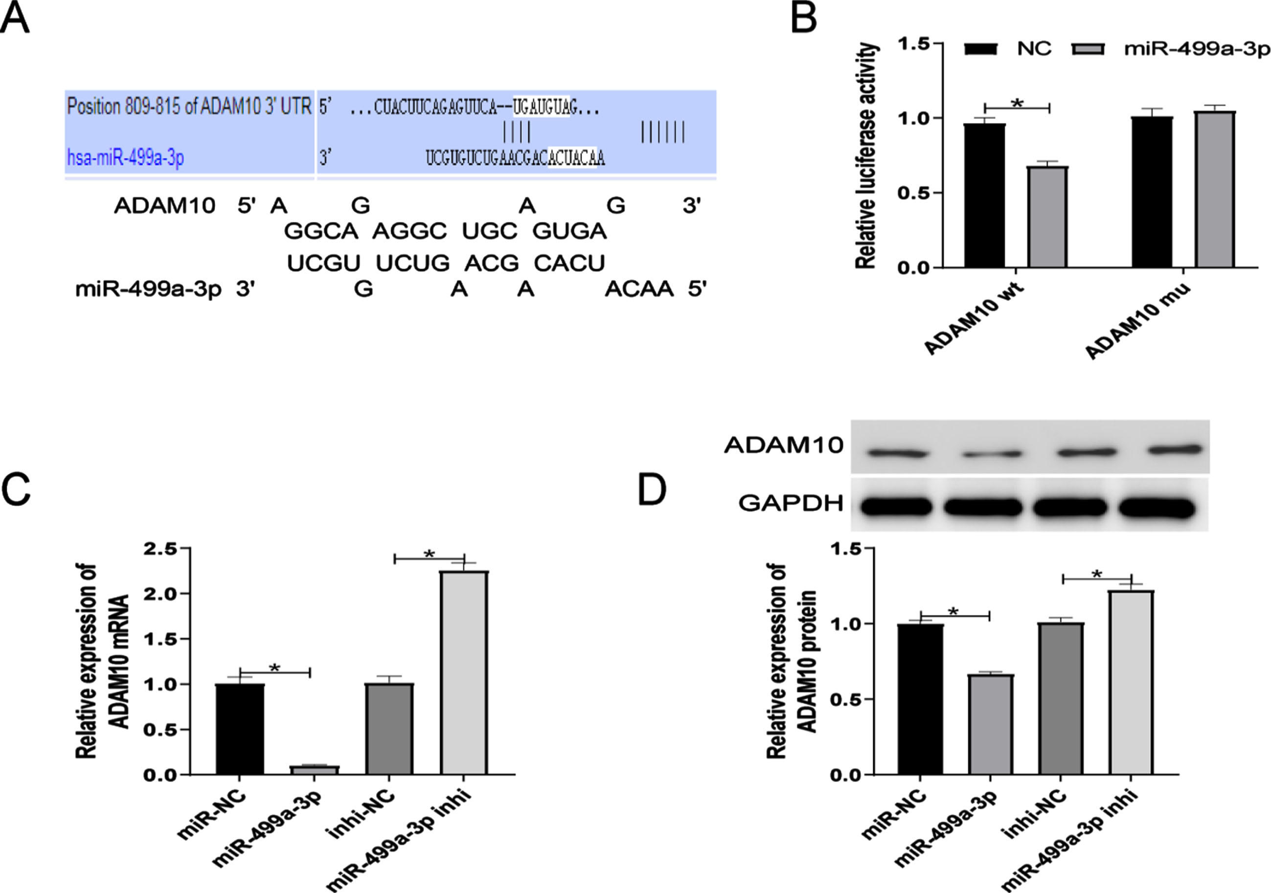 ADAM10 is a target gene of miR-499a-3p. MiR-499a-3p and ADAM10 binding sites predicted by TargetScan and RNAhybrid. (B) Confirmation of the predicted binding by dual-luciferase reporter assay. (C-D) ADAM10 mRNA and protein expression in ox-LDL HUVECs after transfection with miR-499a-3p mimic or inhibitor. *P < 0.05.