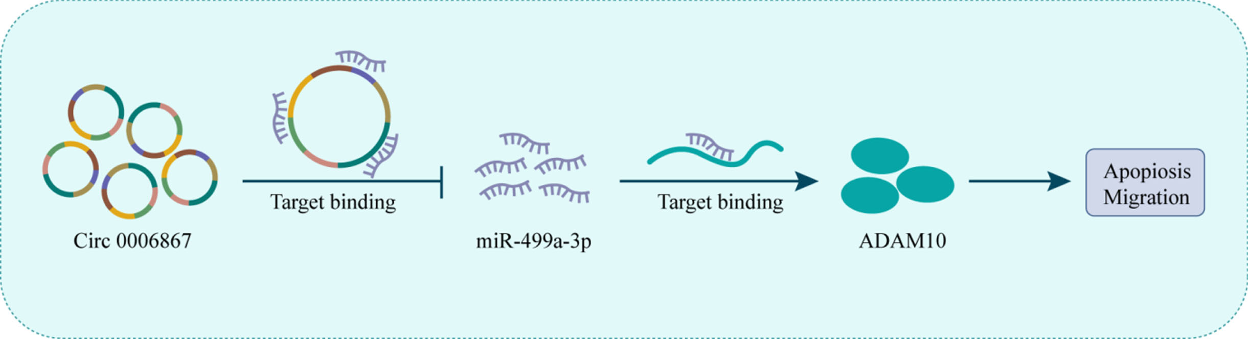 Schematic representation of the the proposed mechanism of 00006867 in ox- LDL-induced endothelial cell injury. Circ_0006867 acts as a miR-499a-3p sponge to regulate the miR-499a-3p/ADAM10 pathway. Decreased circ_0006867 in ox-LDL-induced endothelial cell leads to the upregulation of miR-499a-3p, which downregulated ADAM10 expression, thereby increasing cell aptopsis and blocking cell migration.