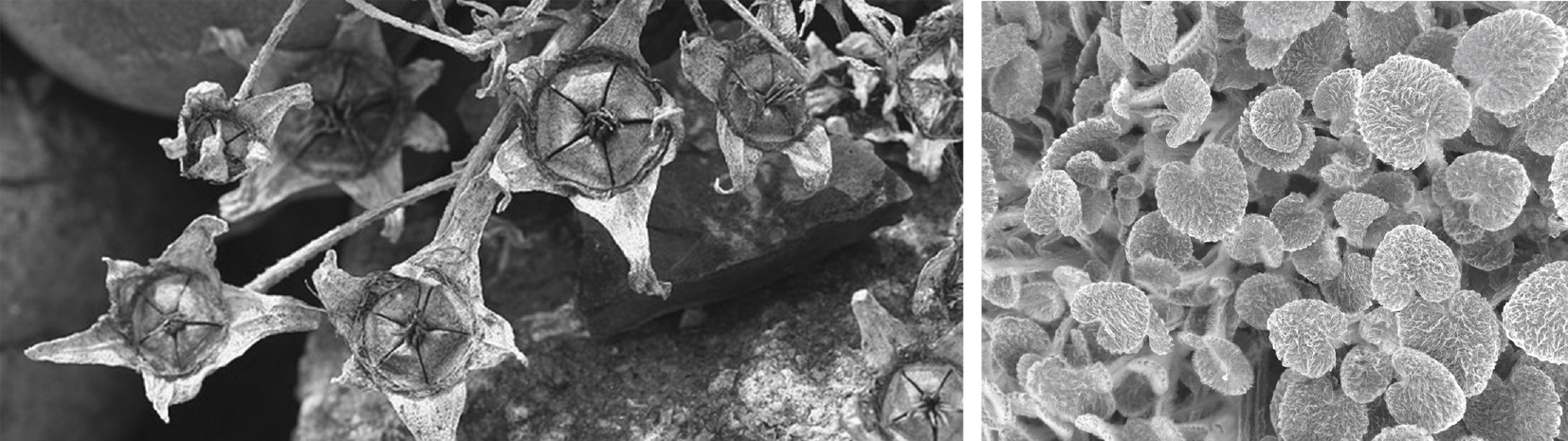 The image on the left shows a dynamic valve mechanism in seeds of many Mesembryanthemums as a behavioural adaptation, using rainwater as a trigger to open and to launch their seeds. The image on the right shows a static strategy of hairy leaves of Gynandriris setifolia as a morphological adaptation to protect themselves against excessive sunlight and temperature, by strategies of three-dimensional waxes or dense coverage with air-filled hairs.
