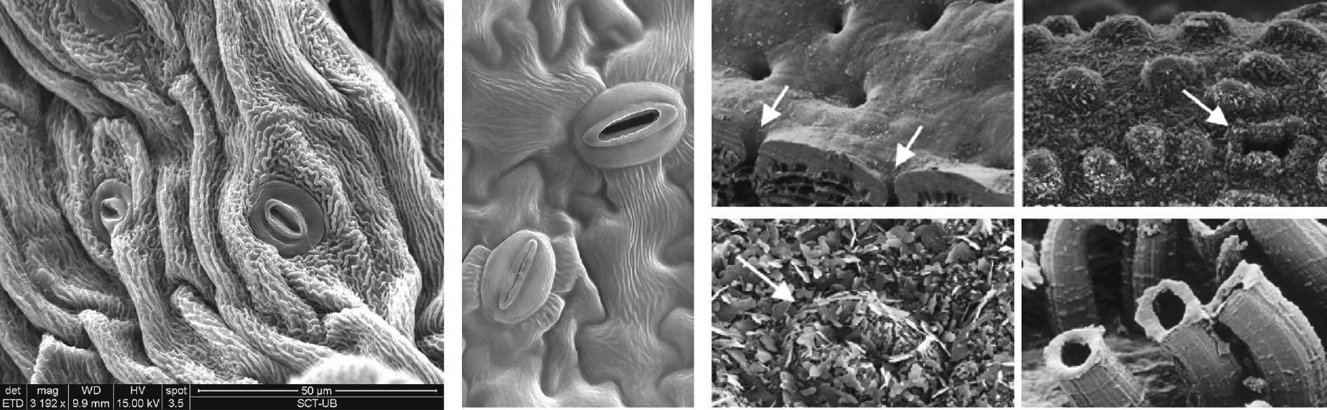 From left to right: stomata on Crucifera leaves; stomatal valve movements on a Lavandula dentata leaf; different morphologies of sunken stomata, waxes, hair structure or chimneys to reduce the evaporation of water.