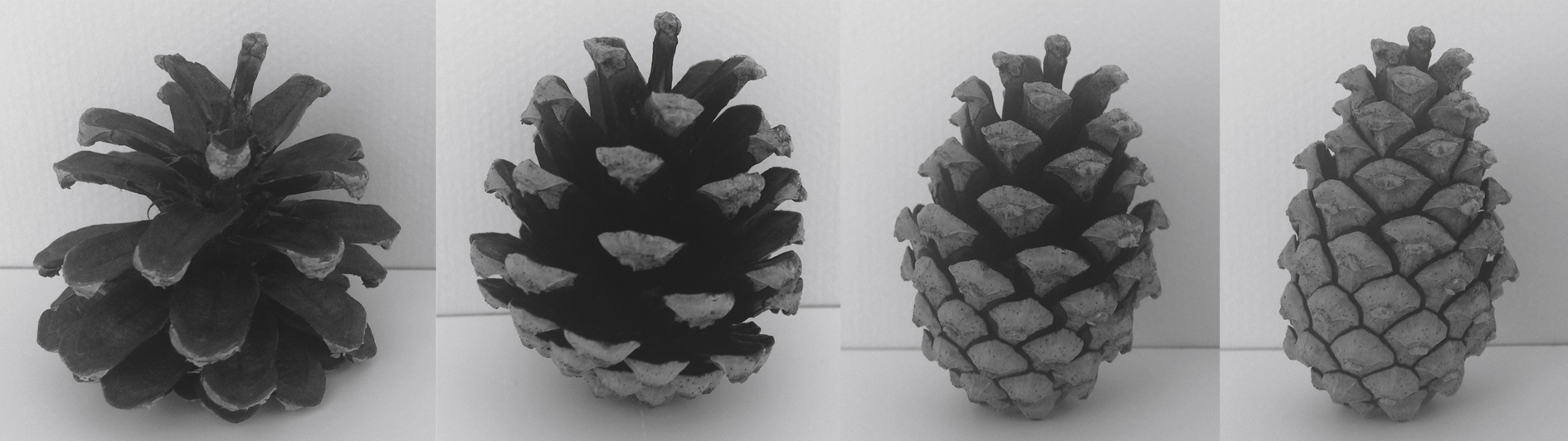 Experiments of opening and closing movements in conifer cones due to humidity level changes.