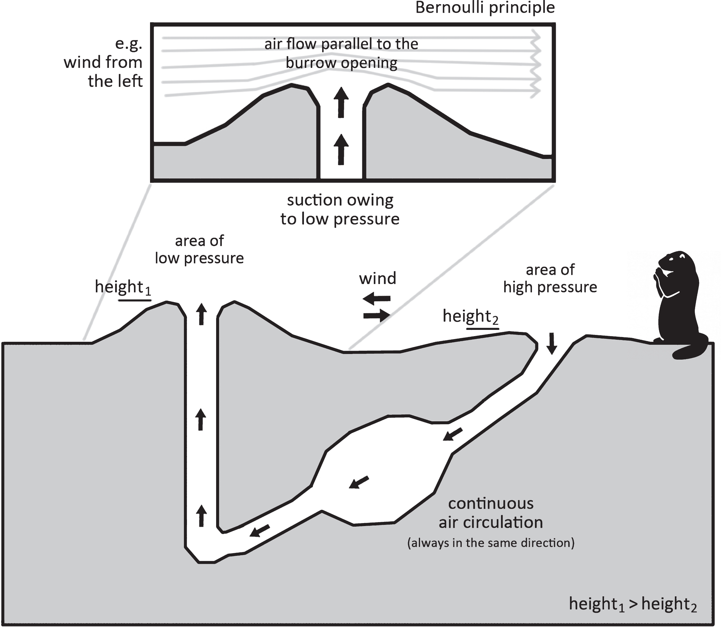 The principle of air circulation within a prairie dog burrow (applies to Cynomys ludovicianus). Illustration: Michael J. Paar according to Steven Vogel.