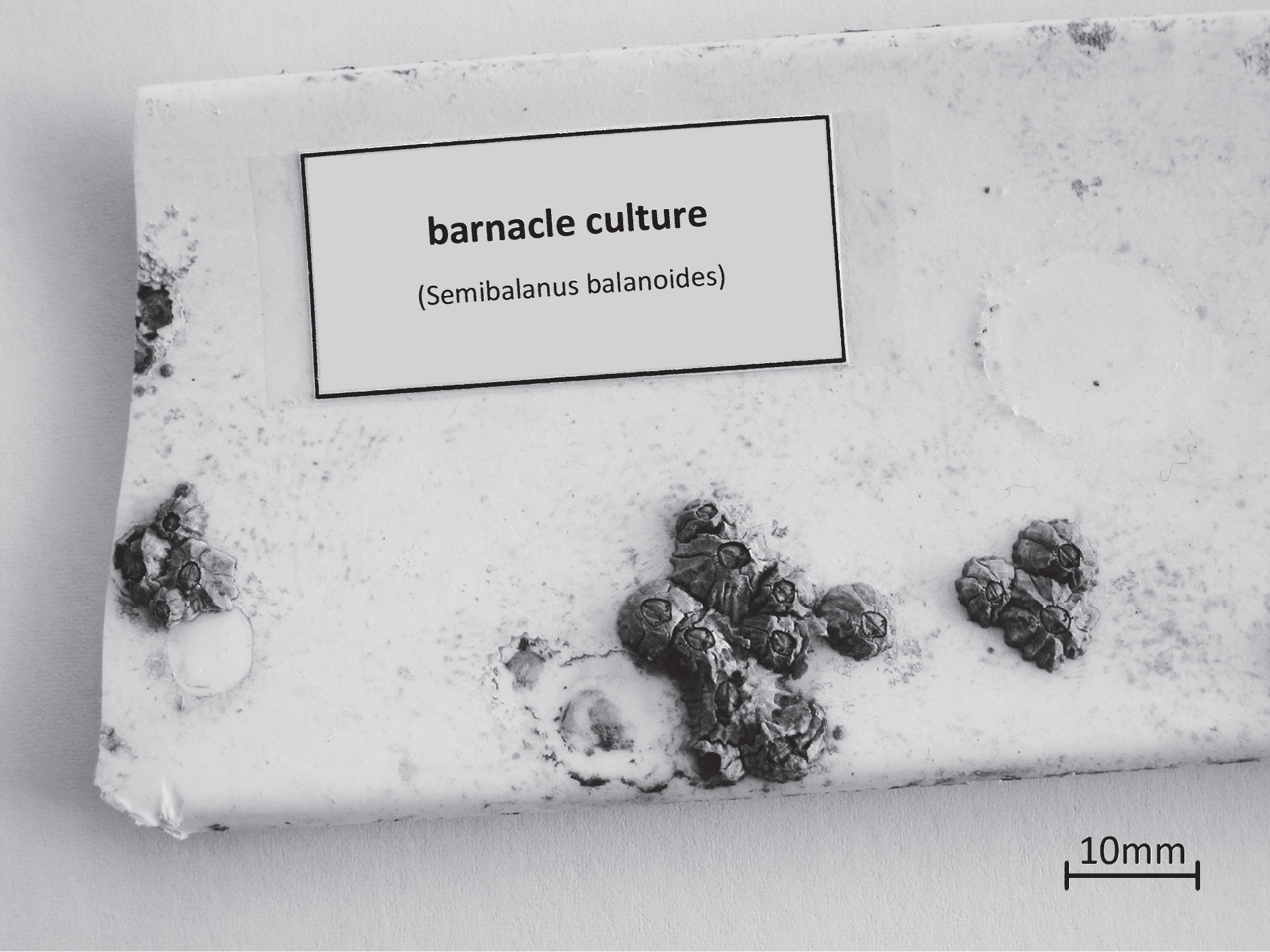 The modular growth structure of barnacle cultures (applies to Semibalanus balanoides).