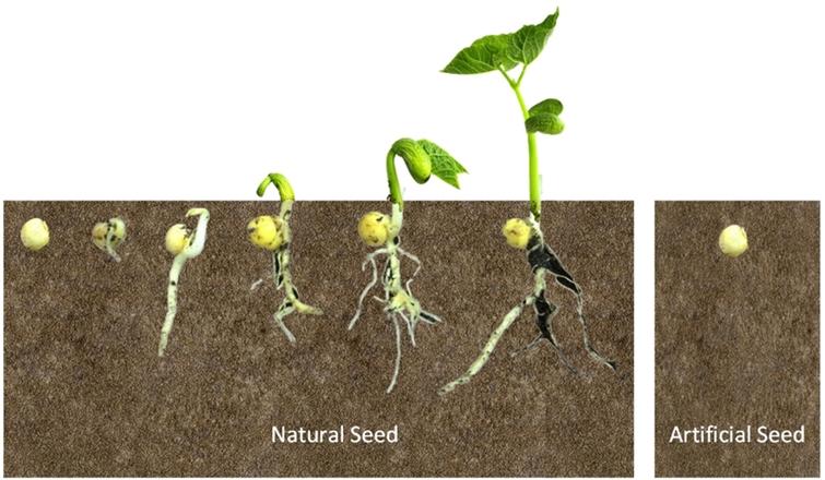 A natural (live) plant seed with a healthy DNA buried in moist soil germinates and sprouts. But the exact artificial (lifeless) replica of it with the same healthy DNA buried in the same soil does not.