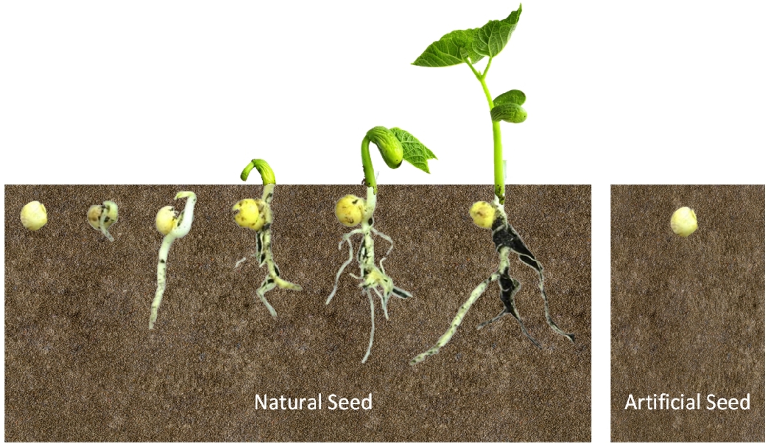 A natural plant seed buried in moist soil germinates and sprouts, while the artificial replica of it does not.