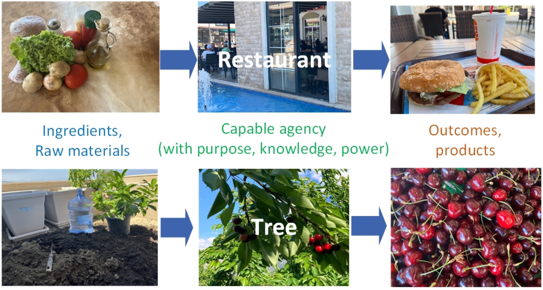 The restaurant – fruit tree analogy: both the restaurant and the fruit tree involve an agency with purpose, knowledge, skill, and power; tangible in the former but intangible in the latter.