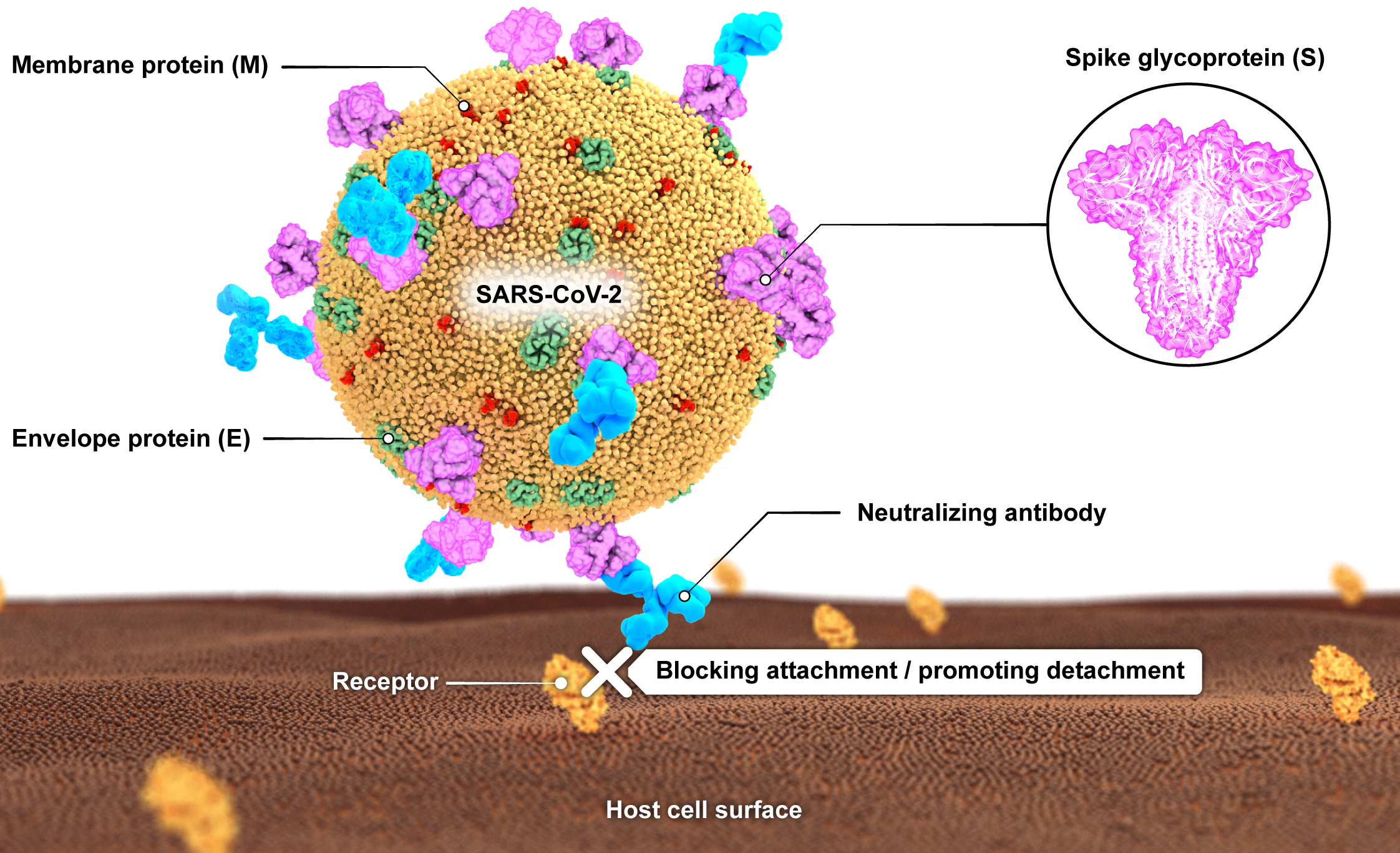 A schematic illustration of SARS-CoV-2 with its main surface antigens including spike (S), membrane (M) and envelope (E) proteins. Neutralizing antibodies block virus attachment to its receptor on cell surface.