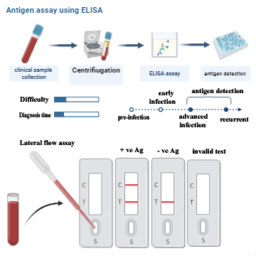 Immunodetection of SARS-CoV-2 based on specific monoclonal antibodies using ELISA or lateral flow assay.