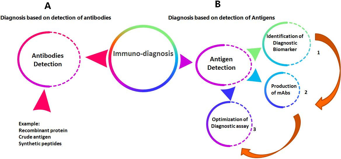 The general sequence for production and evaluation of immuno-diagnostic monoclonal antibodies.