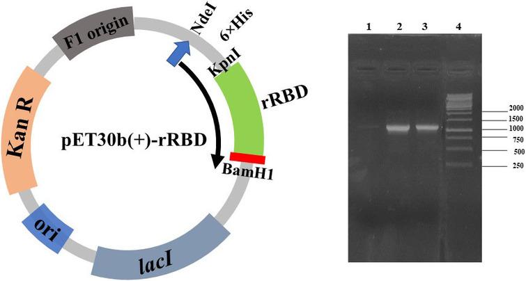  Confirmation of the presence of SARS-CoV-2 rRBD insert in pET-30b(+) by colony PCR from E. coli DH5α transformed with pET-30b(+)-rRBD and selected on 25mg/ml kanamycin. Left panel: Design of pET30b(+)-rRBD. The codon optimized SARS-CoV-2 RBD sequence was cloned between KpnI and BamH1 sites. The translation starts at ATG codon (NdeI site, blue arrow) and stops before BamH1 site (red bar). Right panel: colony PCR from three different colonies, lane 4: 1 kb DNA ladder (Thermo). The PCR was carried out using T7-promoter and T7-terminator universal primers. The specific band (around 1002 bp) corresponds to the size of SARS-CoV-2 RBD fused to the N-terminal 6×His tag (between NdeI and KpnI restriction sites) with the upstream region from pET30b(+). 