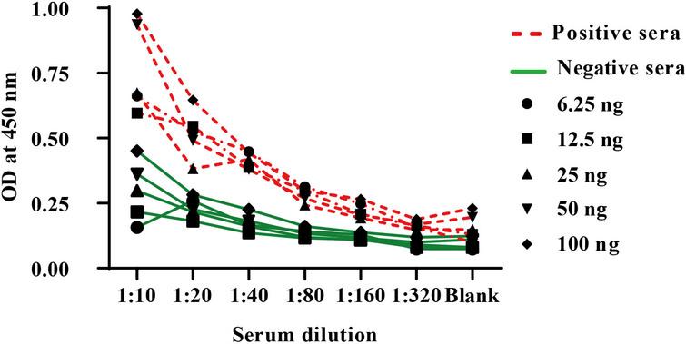 Optimization of indirect ELISA utilizing different dilutions of positive and negative human sera.