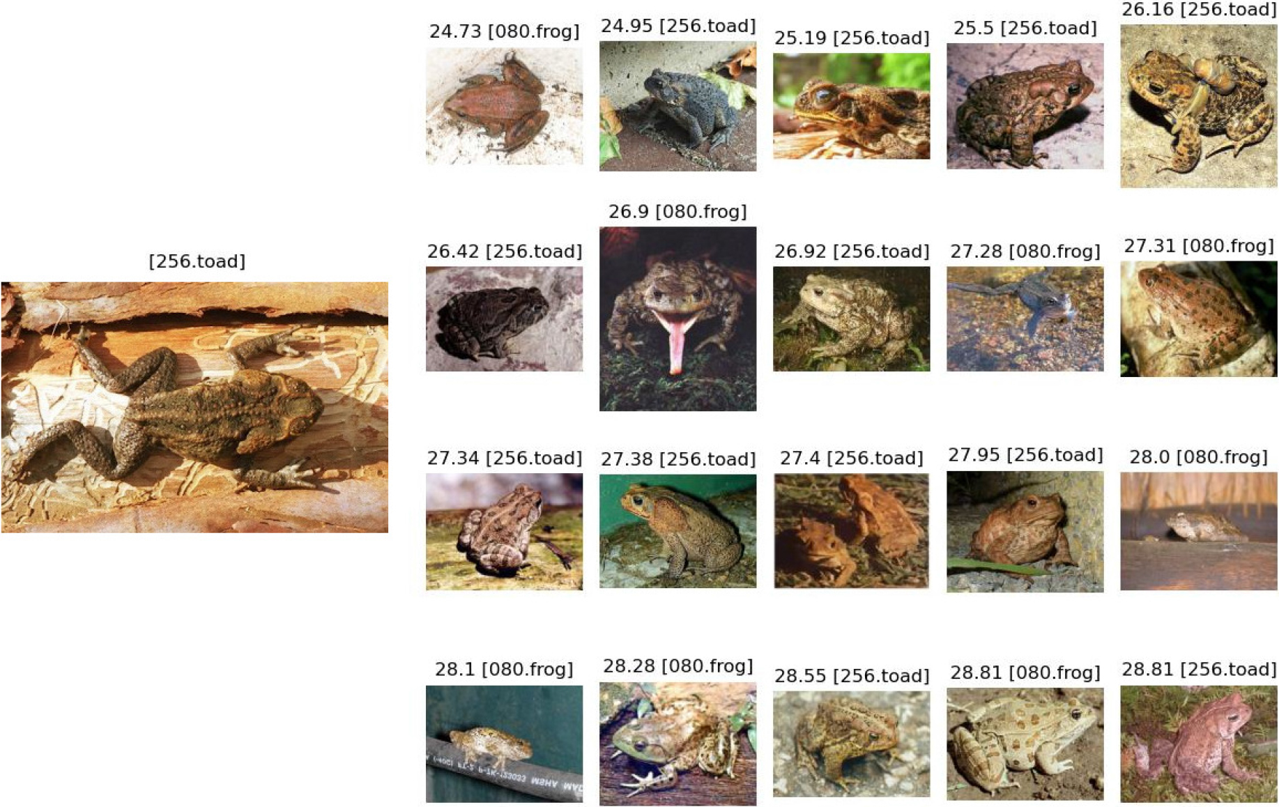 On the left, the query image (256_0081.jpg) from the Caltech-256 toad class. On the right, the 20 images whose PCA-ResFeats were closest to the PCA-ResFeats obtained for the query. The distances and the classes of the examples are given above the images.
