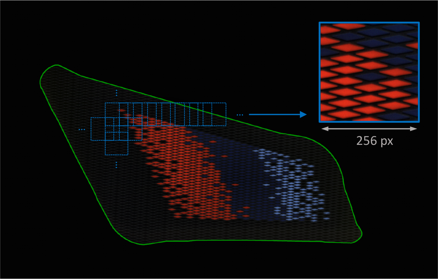 Illustration of the patch extraction process in the defined ROI. Overlapping patches (blue squares) are extracted within the entire ROI-area (green), ensuring a minimum covered sample area at the borders.