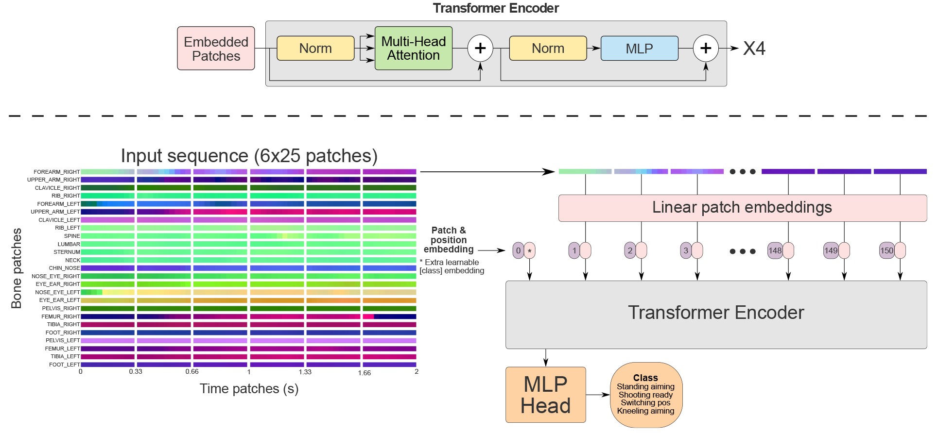 Model architecture. The input patches produced from a skeleton sequence, and how they were processed by the ViT model. Adapted from Dosovitskiy et al. [35].