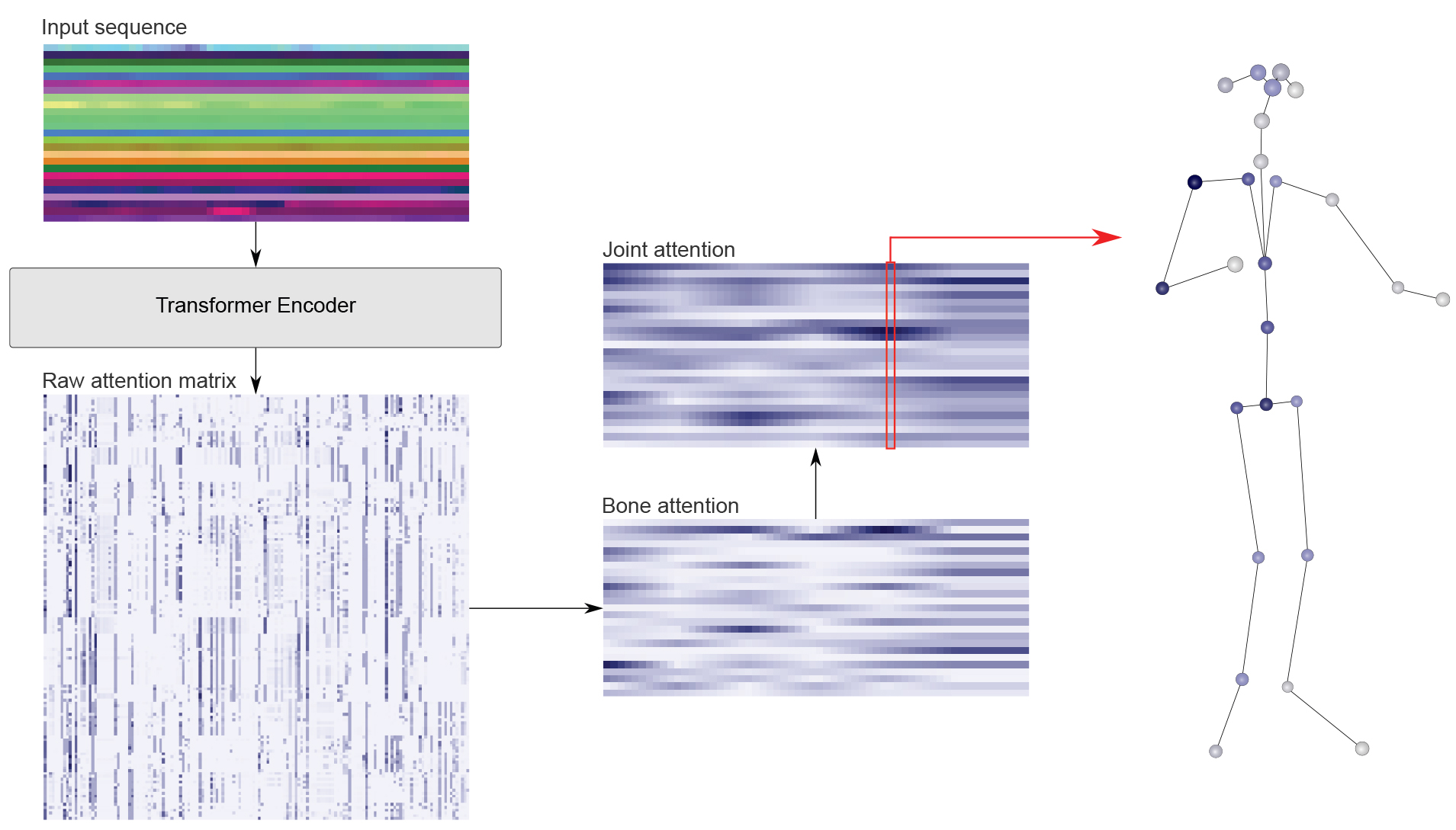 Attention extraction. Pipeline describing the process from an input skeleton sequence to an explainable attention visualisation for a model prediction.