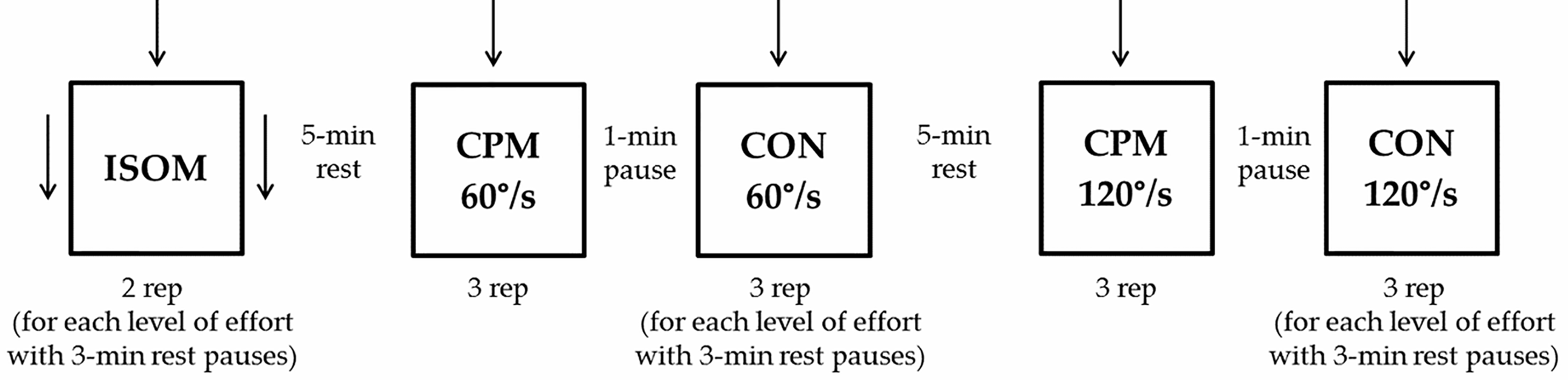 Schematic representation of the experimental protocol. Arrows represent doublet stimulation. ISOM: isometric contraction; CPM: continuous passive isokinetic motion; CON: isokinetic concentric contraction; rep: repetitions.