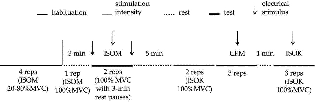 Schematic representation of the experimental protocol for one limb. The experimental session starts with isometric (ISOM) habituation in which 4 submaximal repetitions were requested. Then, one ISOM repetition at 100%MVC was asked for, in order to calculate the parameters of the electrical doublets to be delivered in the test (represented by the vertical gray bar). After 3-min rest, the participants performed two ISOM repetitions separated by a 3-min rest. In each ISOM repetition, three electrical doublets (represented by arrows) were delivered: the first one was delivered at rest, the second one was delivered 3–4 s after the beginning of the effort initiation, and the third one was delivered at rest 2–3 s after the contraction ended. After the ISOM test, a 5-min rest separated the habituation trials, made by two isokinetic knee extension-flexion contractions at 100∘/s (ISOK) at 100% MVC. Then, three repetitions of Continuous Passive Motion (CPM) at 100∘/s were made, each with a superimposed doublet. After a 1-min rest, three ISOK at 100% MVC were performed, each with a superimposed doublet.