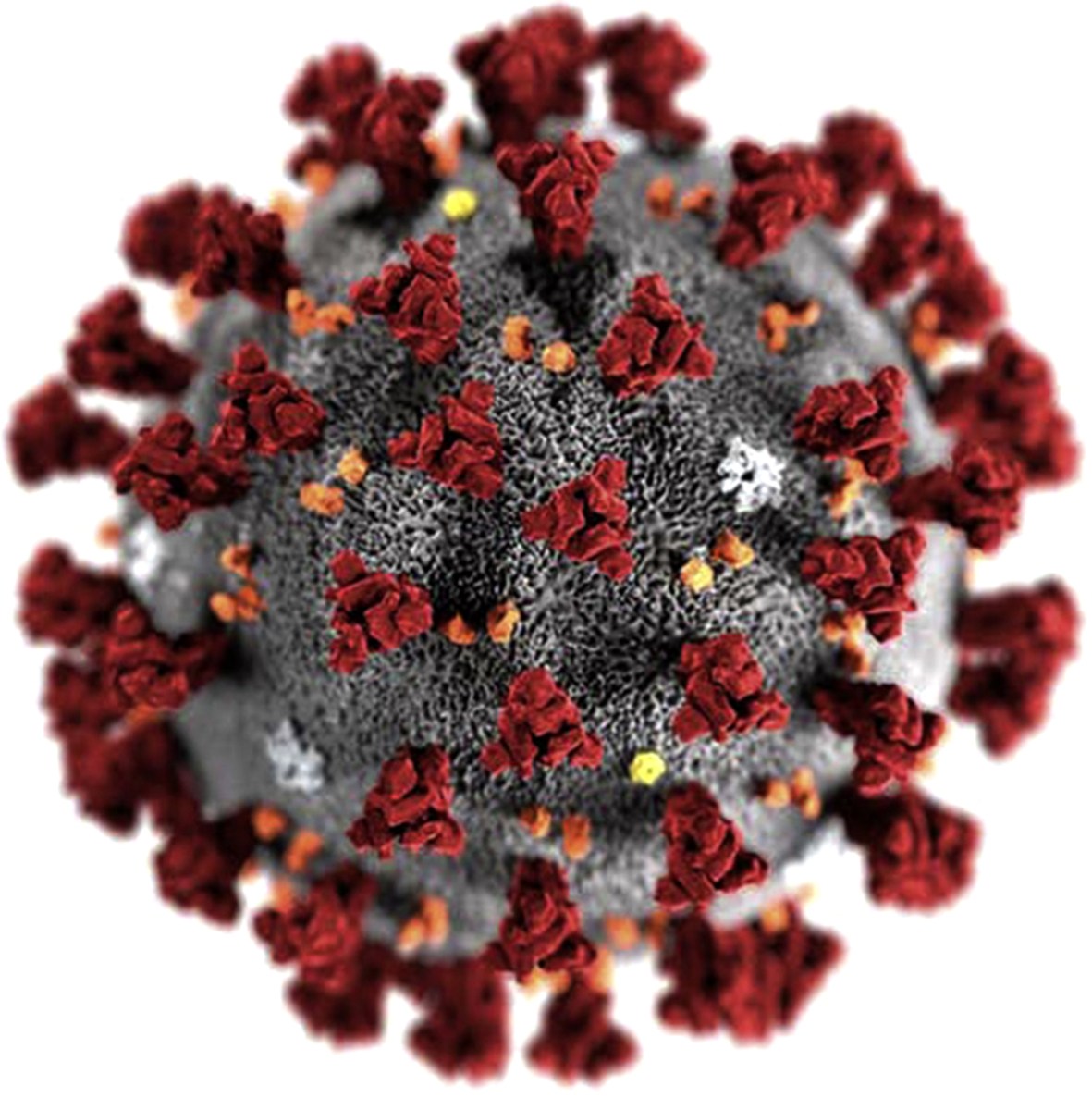 Ilustration of the SARS-CoV-2 virus [4].