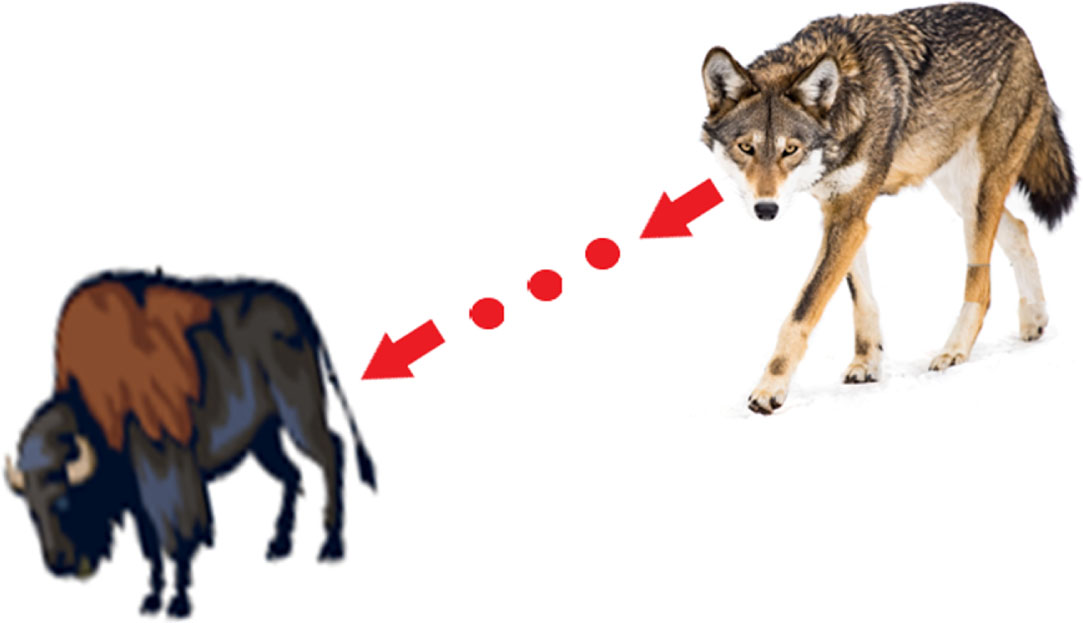 Physical images of the grey wolf and its prey.