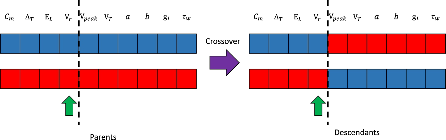 Single-point crossover between two individuals.