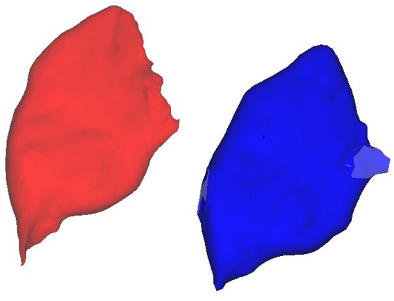 The geometrical static model depicts a gluteus maximus muscle. The red represents the original triangular mesh, while the blue represents its RBF approximation.