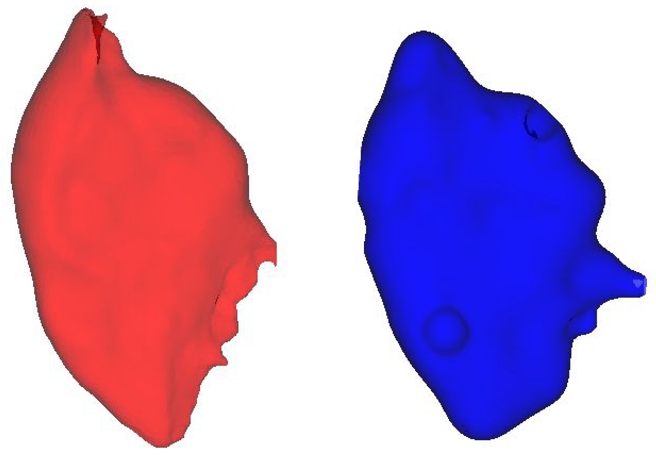 The original gluteus maximus muscle in red and its RBF counterpart in blue.