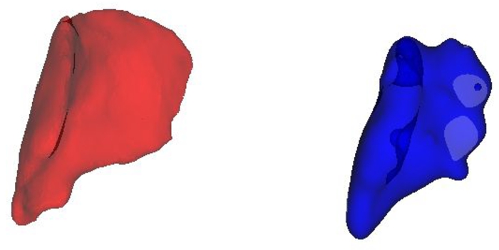 The original gluteus medius muscle in red and its RBF counterpart in blue.