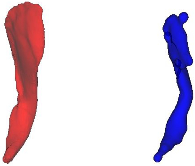 The original iliacus muscle in red and its RBF counterpart in blue.