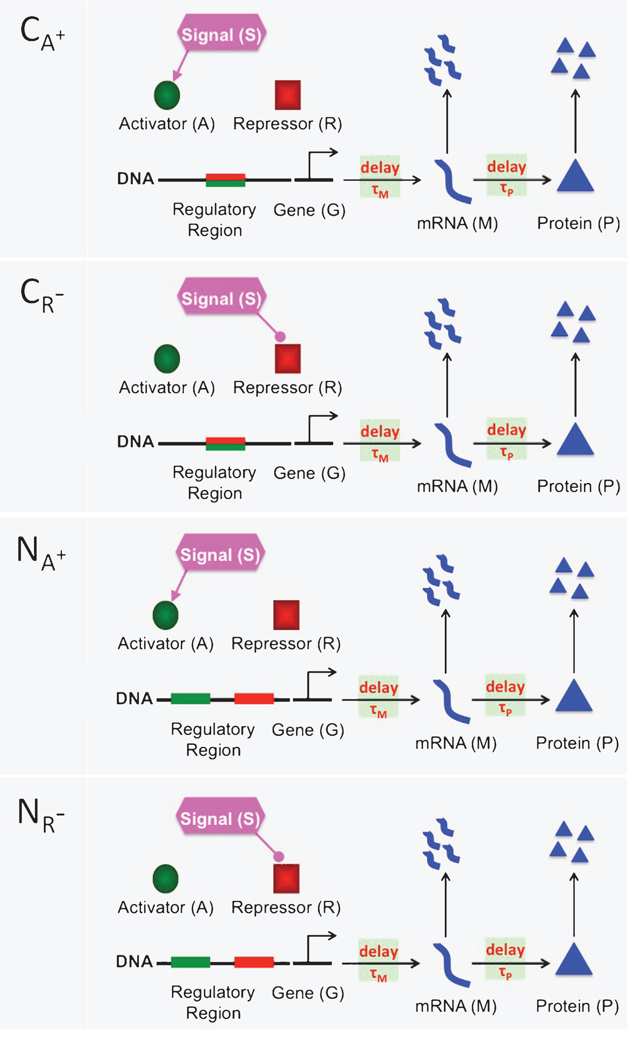 A cartoon showing four different activation mechanisms CA+, CR−, NA+ and NR−. In the competitive mechanisms (CA+ and CR−), the activator protein (green circle) and the repressor protein (red square) compete to bind to the same regulatory region(green-red rectangle) of DNA. In the noncompetitive mechanism (NA+ and NR−), there are two separate binding sites on the regulatory region, one is for the activator protein (green rectangle) and the other is for the repressor protein (red rectangle). In all figures, the lines coming out of the signal with rounded ends show a decrease in the activator and repressor abundance. Similarly, directed arrows represent an increase in the activator and repressor abundance. The horizontal arrows between gene (G) and mRNA (M) represent transcription process, which can be downregulated by the repressor protein and upregulated by the activator protein. The horizontal arrows between mRNA (M) and Protein (P) denote the translation of mRNA to protein. Finally, the vertical arrows represent degradation of mRNA and protein. Here, τM and τP are for the transcriptional and translational time delays, respectively.
