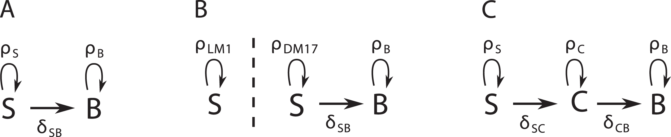 Diagrams of three possible dynamic models for our data. A: The SB model has no intermediary compartment. B: The S2B model has no intermediary compartment, but the self-renewing cells change proliferation rate in DM17. C: The SCB model has an intermediary compartment.
