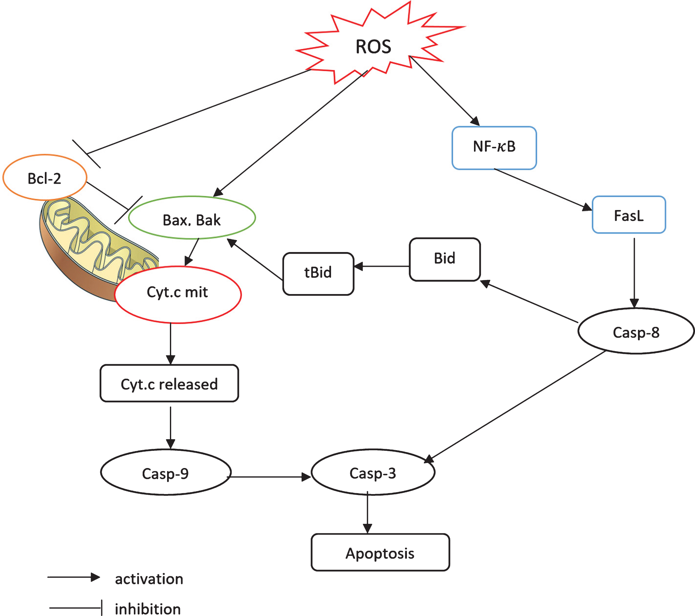 A schematic model of the apoptosis signaling pathways. 1) The mitochondrial pathway and 2) the FasL-dependent pathway mediated by NF-κB. Each pathway activates its own initiator caspase (caspase 8 and 9) which in turn will activate the executioner caspase 3.