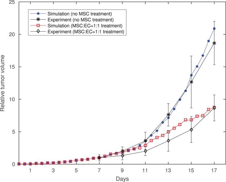 Simulation and experimental data comparison of tumor volume with and without MSC treatment. MSCs are inoculated into tumor tissue on day 7 with EC:MSC ratio of 1:1. The tumor volume during the first 17 days is measured relative to its volume on day 7. The experimental data is taken from [16].