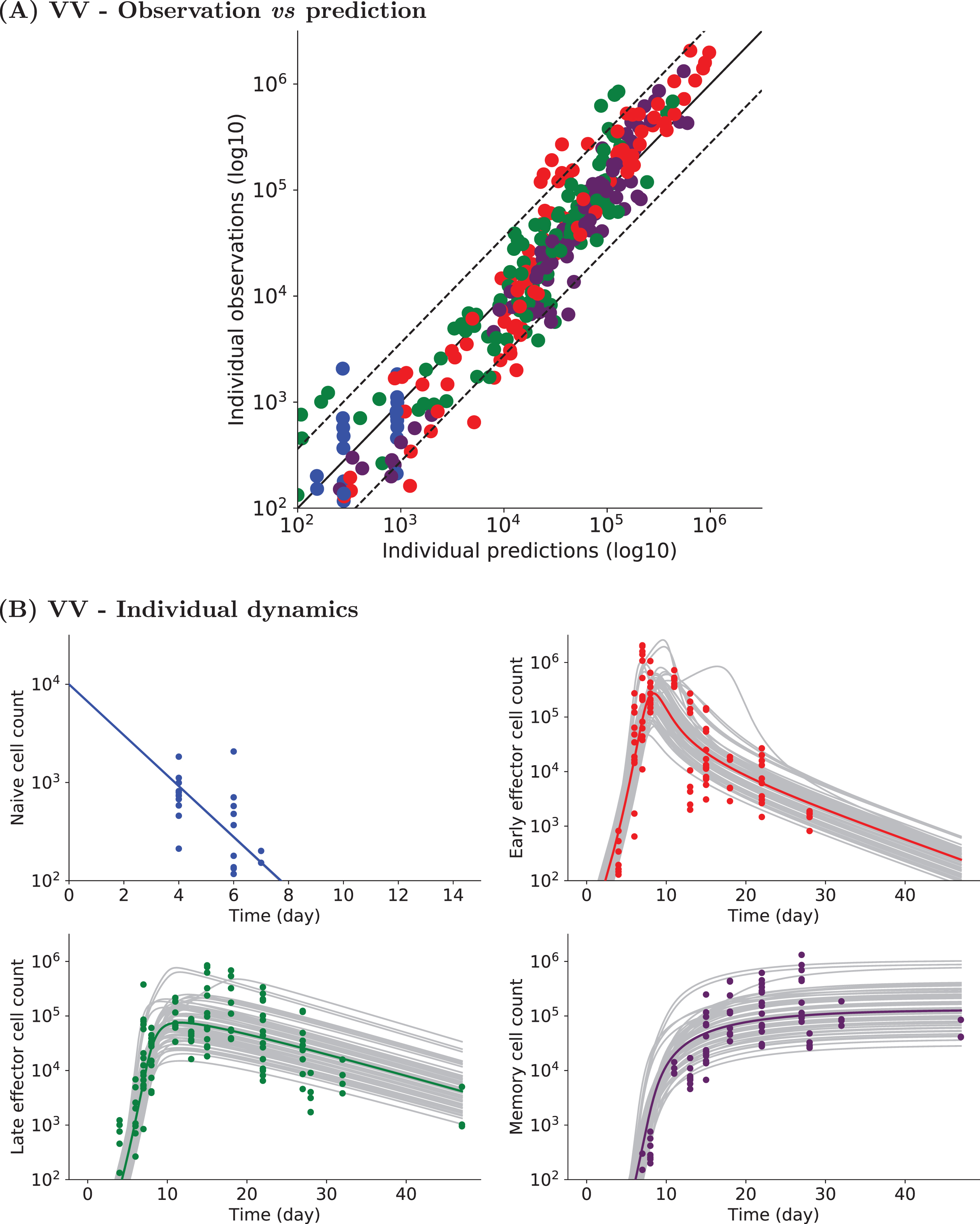 Experimental and simulated individual cell counts for VV data set 1 (logarithmic scale). (A) Observed vs predicted values. For each CD8 T cell count experimental point, the prediction is obtained by simulating System (2). Naive (blue), early effector (red), late effector (green), and memory (purple) cell counts are depicted. Dashed lines represent the 90th percentile of the difference between observed and predicted values, and the solid black line is the curve y = x. (B) Naive (upper left, blue), early effector (upper right, red), late effector (lower left, green) and memory (lower right, purple) cell counts up to D47pi. Experimental measurements are represented by colored dots (same color code), simulated individual trajectories by grey lines, and the average population dynamics by a straight colored line (same color code).